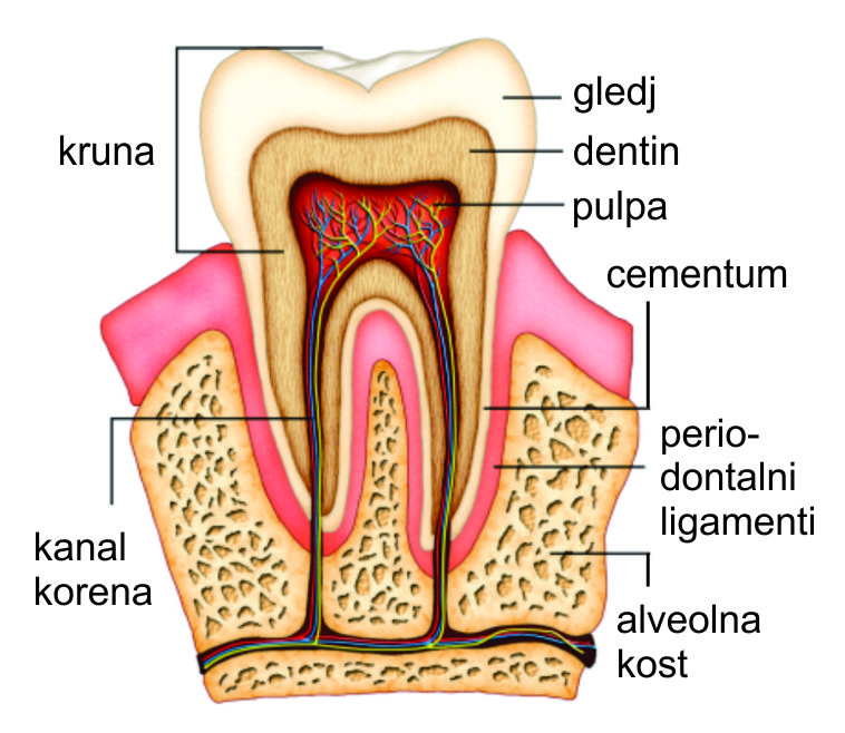 Apikotomija – resekcija korena zuba